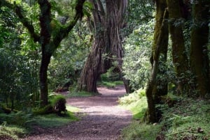 Park Narodowy Arusha: Piesze safari i Game Drive