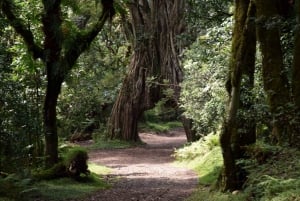 Park Narodowy Arusha: Piesze safari i Game Drive