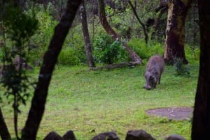 Park Narodowy Arusha: Piesze safari i Game Drive