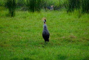 Park Narodowy Arusha: Piesze safari i Game Drive