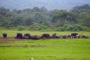 Park Narodowy Arusha: Piesze safari i Game Drive