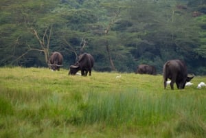 Park Narodowy Arusha: Piesze safari i Game Drive