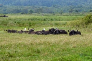 Park Narodowy Arusha: Piesze safari i Game Drive