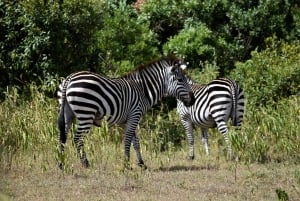 Arusha Nationaal Park: Wandelsafari en wildrit
