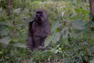 Arusha Nationaal Park: Wandelsafari en wildrit