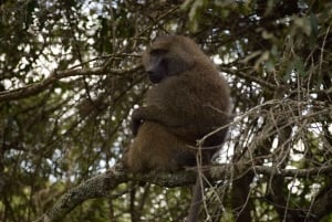 Arusha Nationaal Park: Wandelsafari en wildrit