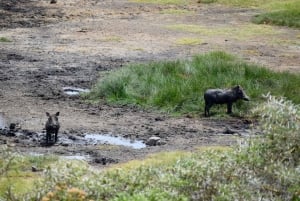 Arusha Nationaal Park: Wandelsafari en wildrit