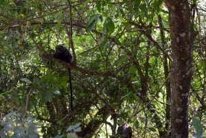 Arusha Nationaal Park: Wandelsafari en wildrit