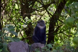 Arusha Nationaal Park: Wandelsafari en wildrit