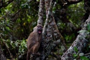 Arusha Nationaal Park: Wandelsafari en wildrit