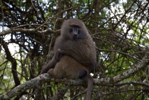Arusha Nationaal Park: Wandelsafari en wildrit