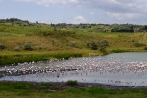 Arusha Nationaal Park: Wandelsafari en wildrit
