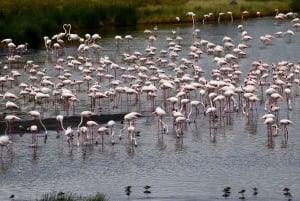 Arusha Nationaal Park: Wandelsafari en wildrit