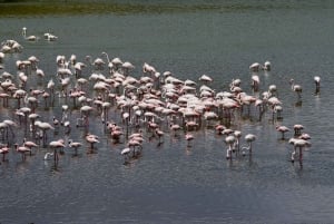 Arusha Nationaal Park: Wandelsafari en wildrit