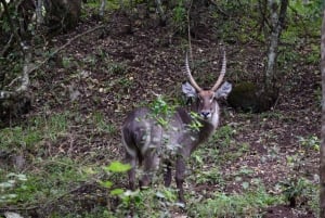 Arusha Nationaal Park: Wandelsafari en wildrit