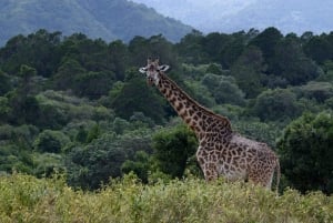Arusha Nationaal Park: Wandelsafari en wildrit