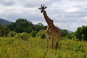 Arusha Nationaal Park: Wandelsafari en wildrit