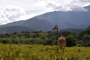 Arusha Nationaal Park: Wandelsafari en wildrit