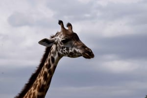 Arusha Nationaal Park: Wandelsafari en wildrit