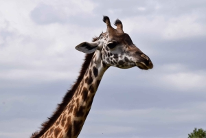 Arusha Nationaal Park: Wandelsafari en wildrit