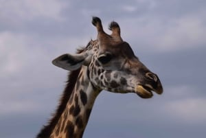 Arusha Nationaal Park: Wandelsafari en wildrit