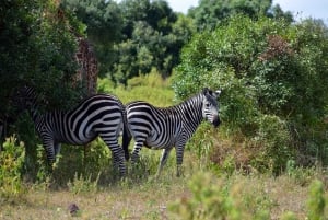 Arusha Nationaal Park: Wandelsafari en wildrit