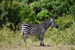 Arusha Nationaal Park: Wandelsafari en wildrit