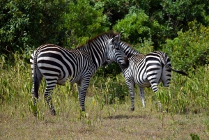 Arusha Nationaal Park: Wandelsafari en wildrit