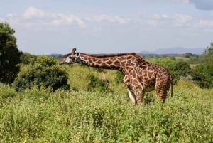 Arusha Nationaal Park: Wandelsafari en wildrit