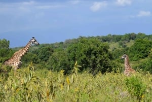 Arusha Nationaal Park: Wandelsafari en wildrit