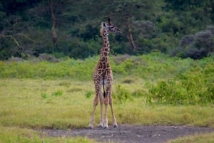 Arusha Nationaal Park: Wandelsafari en wildrit