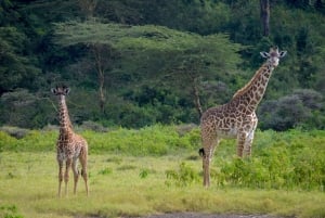 Arusha Nationaal Park: Wandelsafari en wildrit