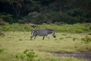 Arusha Nationaal Park: Wandelsafari en wildrit