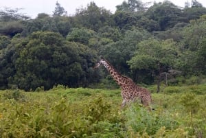 Arusha Nationaal Park: Wandelsafari en wildrit