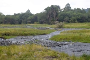 Arusha Nationaal Park: Wandelsafari en wildrit