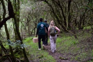 Arusha Nationaal Park: Wandelsafari en wildrit