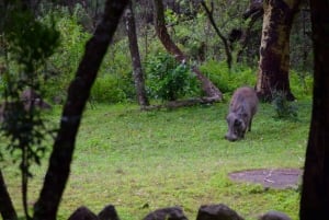Arusha Nationaal Park: Wandelsafari en wildrit