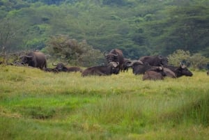 Arusha Nationaal Park: Wandelsafari en wildrit