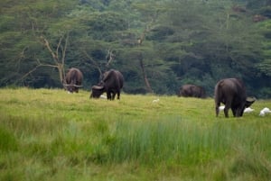 Arusha Nationaal Park: Wandelsafari en wildrit
