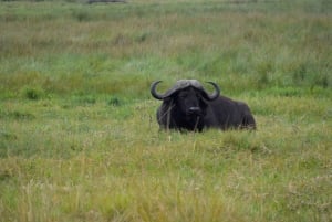Arusha Nationaal Park: Wandelsafari en wildrit