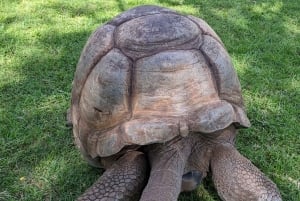 Arusha: inngangsbillett til naturhistorisk museum og guidet omvisning