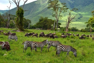 Arusha: Ngorongoro-kratern 2-dagars safari med boende