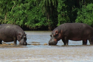 Arusha: Ngorongoro-kratern 2-dagars safari med boende