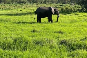 Arusha: Dagsudflugt til Ngorongoro-krateret med safaritur
