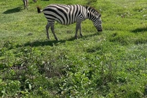 Arusha: Dagsudflugt til Ngorongoro-krateret med safaritur