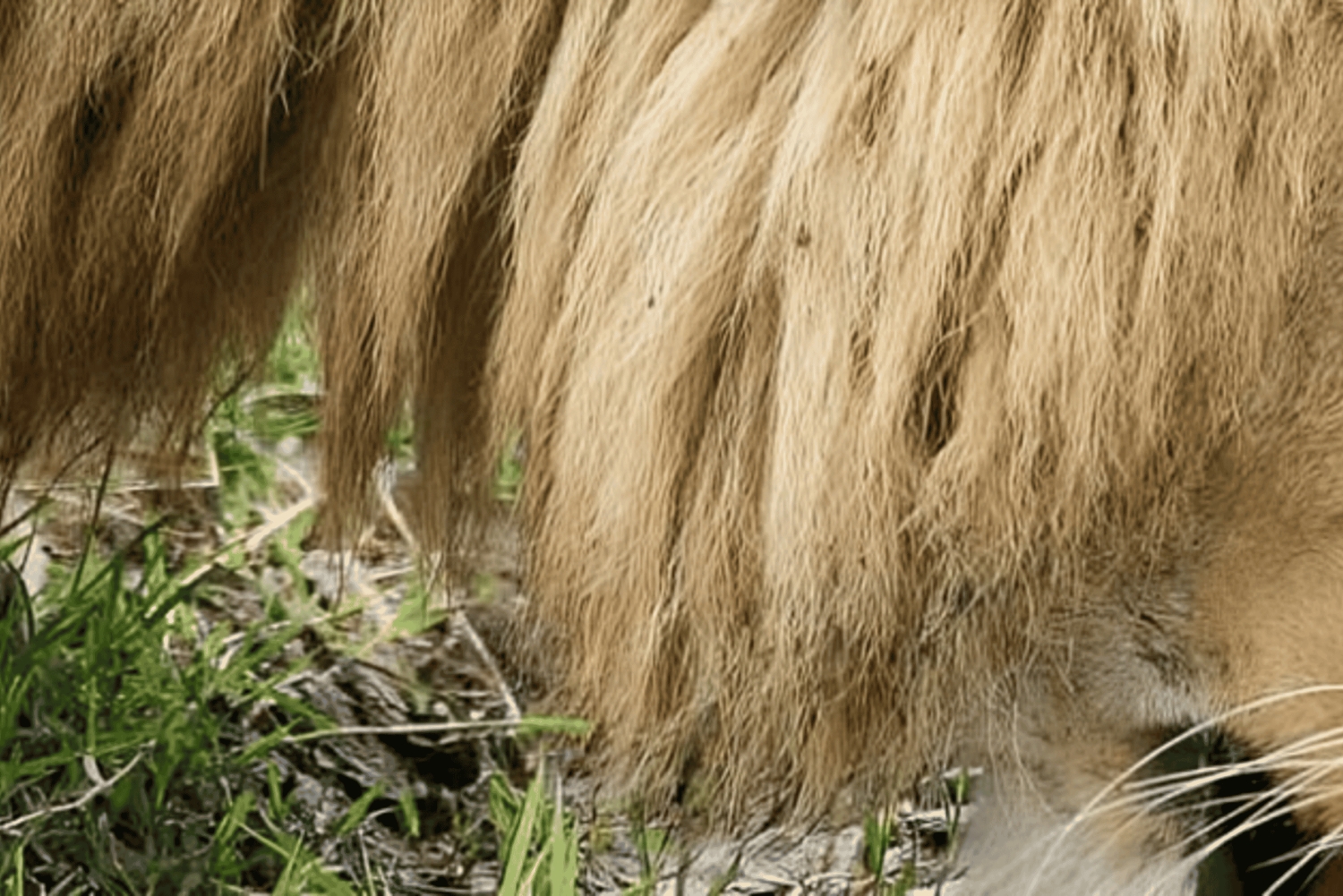 Arusha: Tagestour zum Ngorongoro-Krater mit Mittagessen