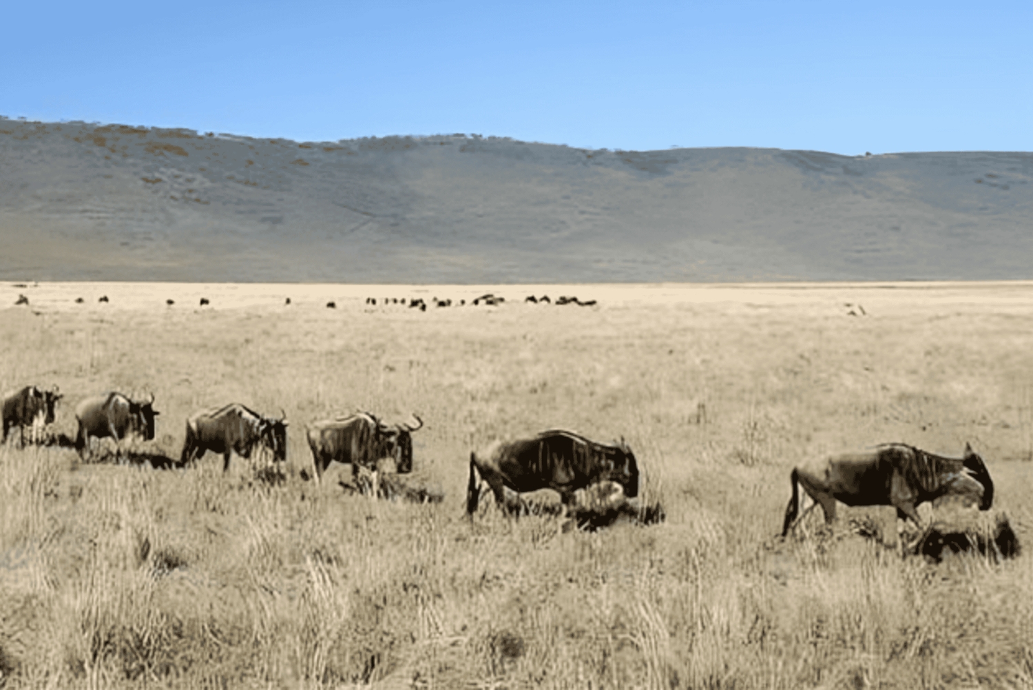 Arusha: Tagestour zum Ngorongoro-Krater mit Mittagessen