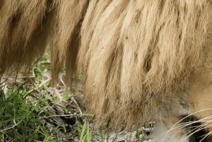 Arusha: Tagestour zum Ngorongoro-Krater mit Mittagessen