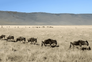 Arusha: Tagestour zum Ngorongoro-Krater mit Mittagessen