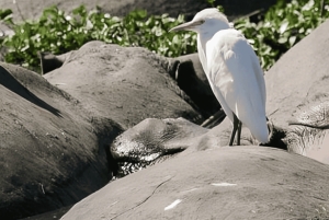 Arusha: Tagestour zum Ngorongoro-Krater mit Mittagessen